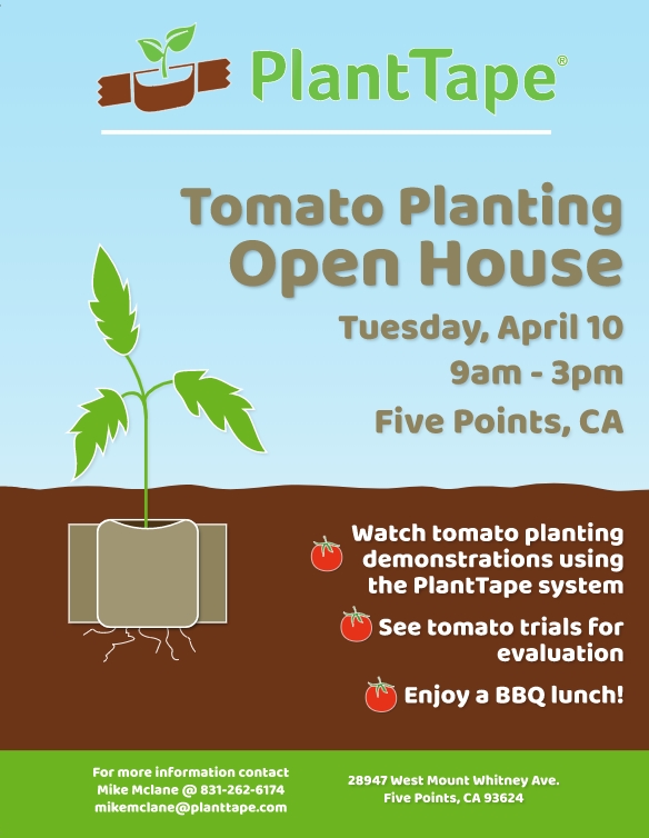 PlantTape: a new way of transplanting - Tomato News
